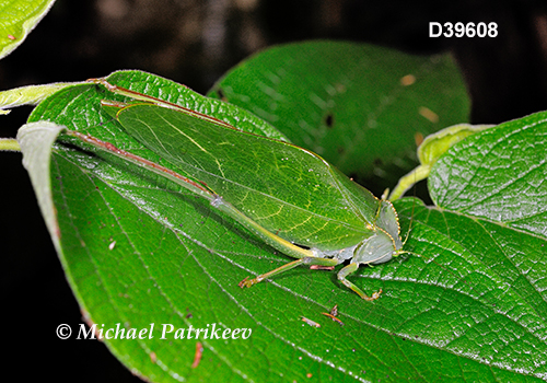 Steirodon dentiferoides